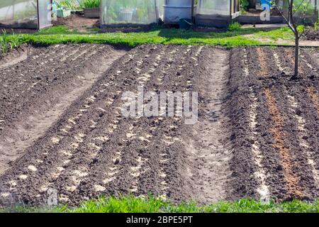 Garden.Raised beds in the garden with sown seeds of vegetables and herbs on the plot. Stock Photo