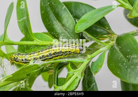 Raupe des Buchsbaumzünslers (Cydalima perspectalis) Stock Photo