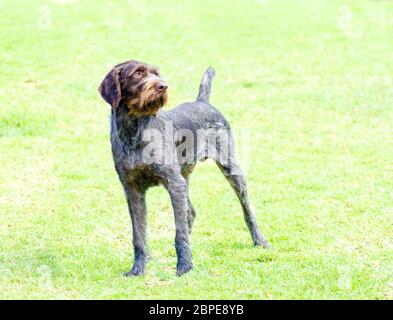A young, beautiful, liver, black and white ticked German Wirehaired Pointer dog standing on the lawn. The Drahthaar has a distinctive eyebrows, beard Stock Photo
