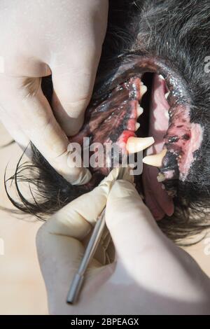 The vet is treating gingivitis in the open mouth of the Big Black Schnauzer dog under anesthesia. Stock Photo