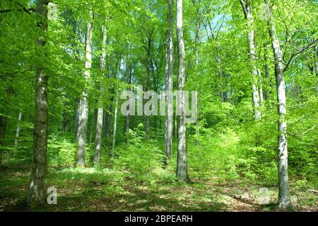 Buchenwald, Wald, Fruehjahr Stock Photo