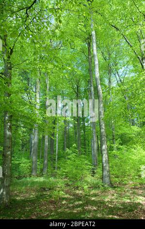 Buchenwald, Wald, Fruehjahr Stock Photo