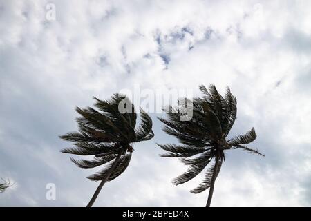 Coconut palm trees bending in a strong wind. Stock Photo