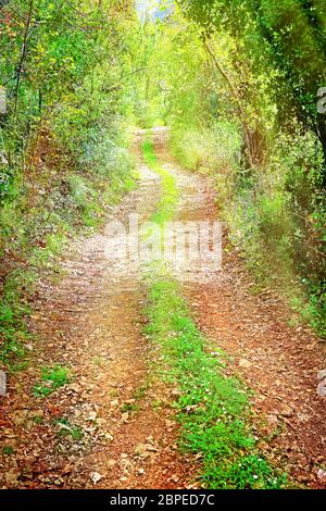 Walkway in secluded deciduous forest, beautiful peaceful scene on a sunny summer day, amazing nature of wildlife sanctuary of Lebanon Stock Photo