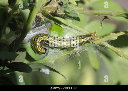 Buchsbaumzünsler  (Cydalima  perspectalis), Weilerswist, Nordrhein-Westfalen, Deutschland Stock Photo