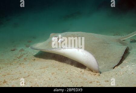 Southern Stingray (Dasyatis Americana) Swimming over Sand Bottom, Caño Island, Costa Rica Stock Photo