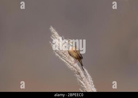 Chestnuteared bunting, Male, Emberiza fucata, Walong, Arunachal