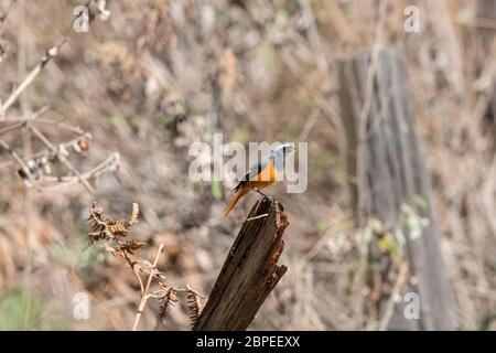 Hodgson's Redstart, Phoenicurus hodgsoni, Male, Walong, Arunachal Pradesh, India Stock Photo