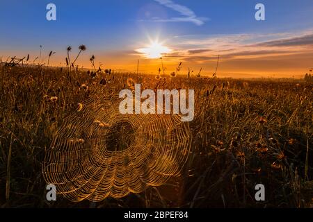Spinnennetz im Morgenlicht Stock Photo