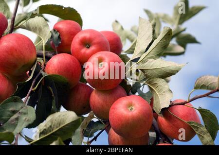 Elstar, Apfel, Malus, domestica, Stock Photo
