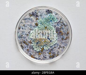 Moss in a Petri dish (aka Petrie dish, Petri plate or cell culture dish) cylindrical glass or plastic lidded dish used for culture Stock Photo