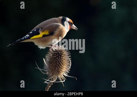Goldfinch (Carduelis Carduelis) perched on Teasle Stock Photo