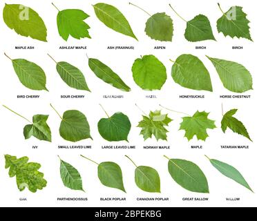 collection of green leaves of trees and shrubs with names isolated on white background Stock Photo