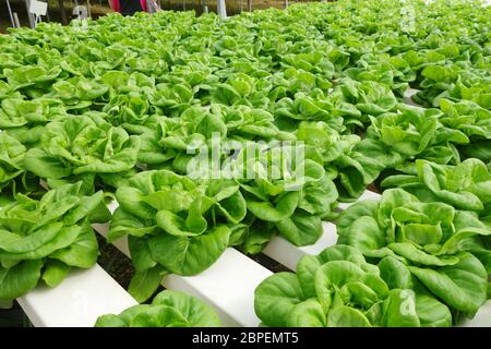 In the commercial greenhouse soilless cultivation of vegetables