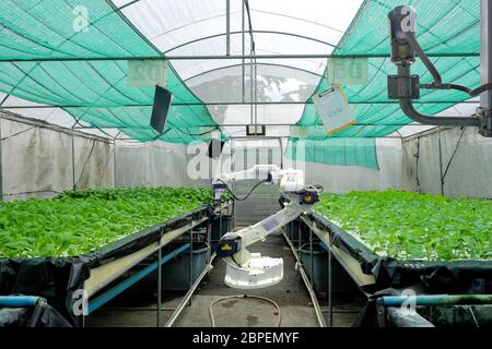 Hydroponics vegetable garden on smart greenhouse that installed industry robotic for worked and harvesting, and also installed a CCTV camera Stock Photo