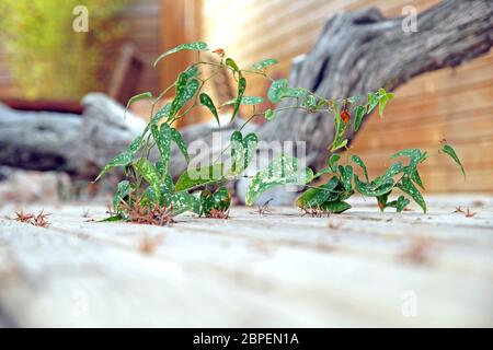 Weed Sow Thistle - Sonchus Growing in Crack of Sidewalk Stock Photo