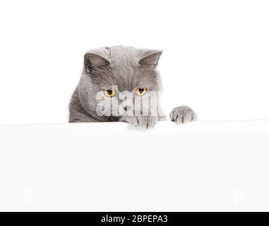 eine graue britisch Kurzhaar Katze schaut über einen weissen Vordergrund ohne Text, freigestellt Stock Photo