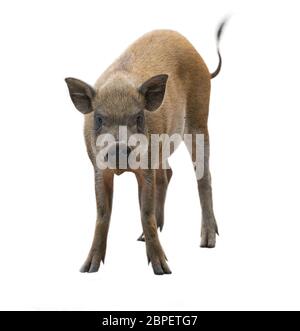 asian wild boar isolated on white background Stock Photo