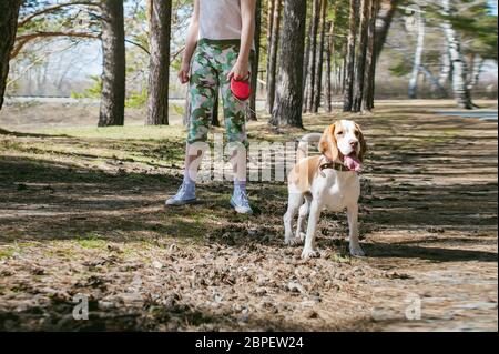 Young pet dog breeds beagle walking in the park outdoors. The girl carefully walks the puppy on a leash, plays and trains with him Stock Photo