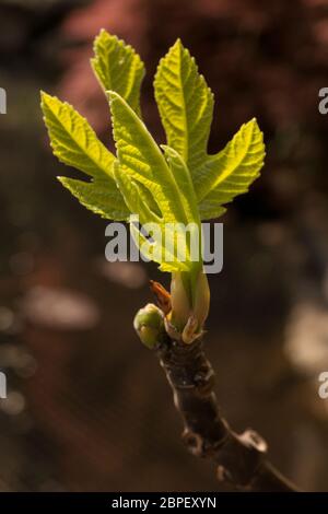 Sprout of a Weeping Fig plant in the garden Stock Photo