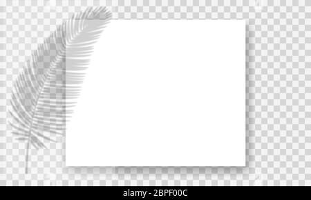 Shadow overlay effect. Blurred palm leaves on paper sheets. Vector invitation or card, poster or banners templates. Stock Vector