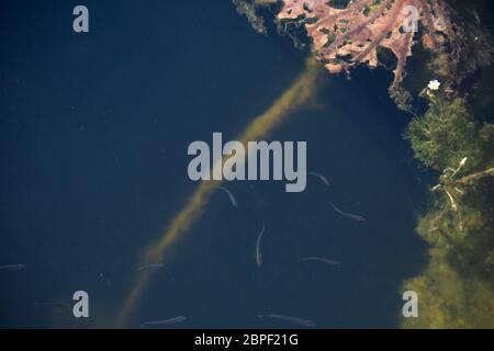 School of minnow fish swimming just below the surface of a pond Stock Photo