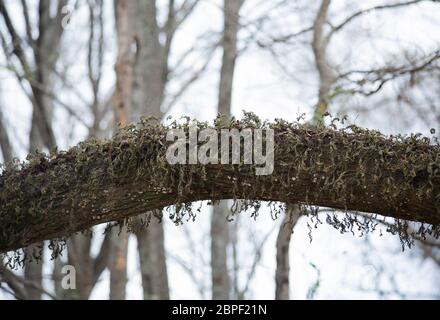 Drying moss growing out of a tree limb Stock Photo