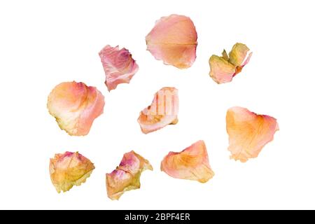 Dried rose petals on white background, closeup shot Stock Photo