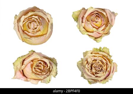 Dried rose heads on white background, closeup shot Stock Photo