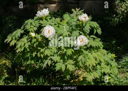 White flowers of a japanese or tree peony, Paeonia suffruticosa or Strauch Pfingstrose Stock Photo