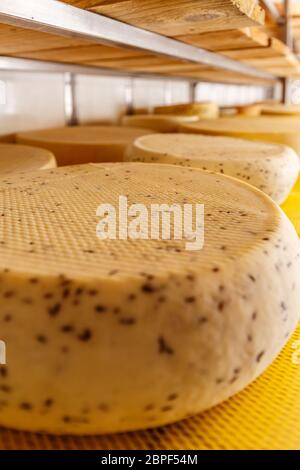 Close up of cheese wheels on the shelves