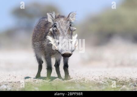 Warthog (Phacochoerus africanus) standing, looking at camera, Etosha National Park, Namibia. Stock Photo
