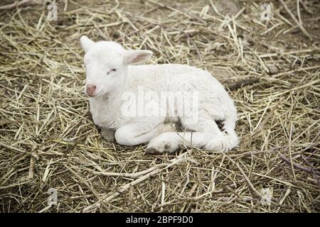 Lamb on a farm, detail of a mammal Stock Photo