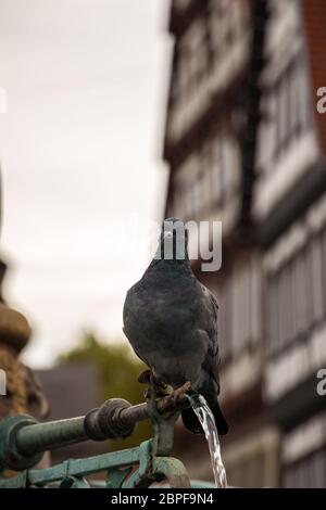 Drinking pigeon sitting on a fountain with old houses in the background Stock Photo