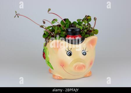 Lucky charm pig with four leaf clover Stock Photo