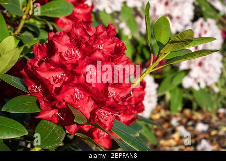 Rhododendron Hybrid Rabatz (Rhododendron hybrid), close up of the flower head Stock Photo