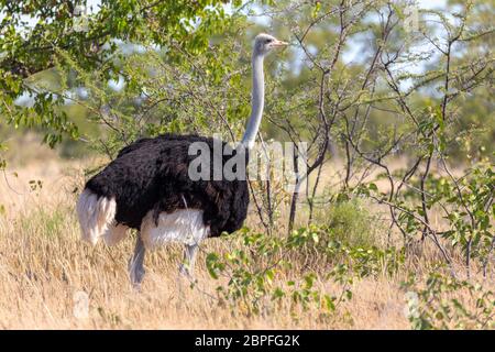 big bird, Ostrich male (Struthio camelus) in natural habitat Etosha, Namibia wildlife safari. Stock Photo