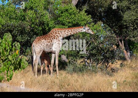 Beautiful South African giraffe, foal calf baby drinking milk from mother in natural habitat african bush, Moremi Game reserve Botswana, Africa safari Stock Photo