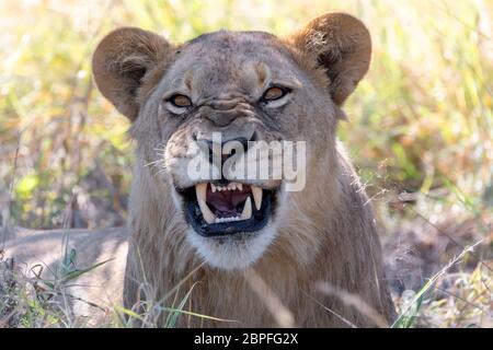 young lion (Panthera leo) without a mane showing teeth and roaring in natural habitat Savuti game reserve. Botswana Africa safari wildlife Stock Photo