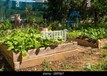Raised vegetable boxes made of re-purposed wooden planks in a garden in Friuli-Venezia Giulia, Italy in the spring - radishes, Swiss Chard, beetroots Stock Photo