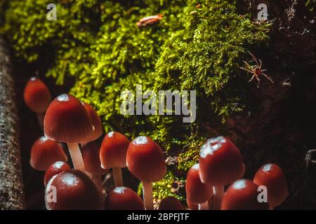 many little mushrooms and spider on a tree stump. Stock Photo