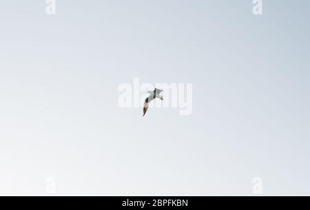 single seagull flying over clear blue sky Stock Photo