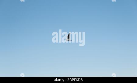 single seagull flying over clear blue sky Stock Photo