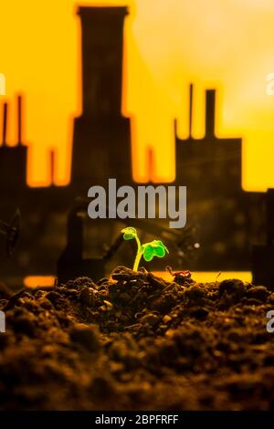 Young green plant in soil on background oil rocking machine. Stock Photo
