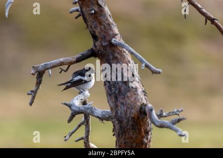 Male European pied flycatcher (Ficedula hypoleuca) sitting on a pine branch, picture from Mellansel Vasternorrland, Sweden. Stock Photo