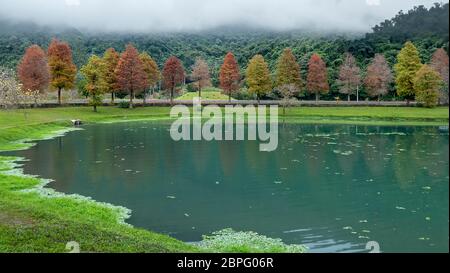 The Classic blad cypress scene of the Taiwan bald cypress trees reflection, Taiwan Stock Photo