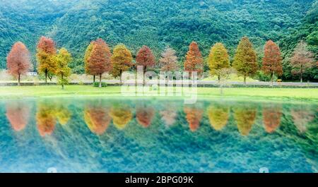 The Classic blad cypress scene of the Taiwan bald cypress trees reflection, Taiwan Stock Photo