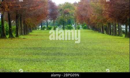 The Classic blad cypress scene of the Taiwan bald cypress trees reflection, Taiwan Stock Photo