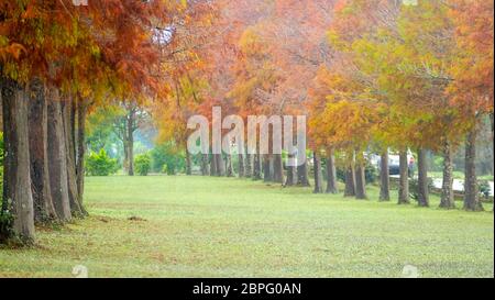 The Classic blad cypress scene of the Taiwan bald cypress trees reflection, Taiwan Stock Photo