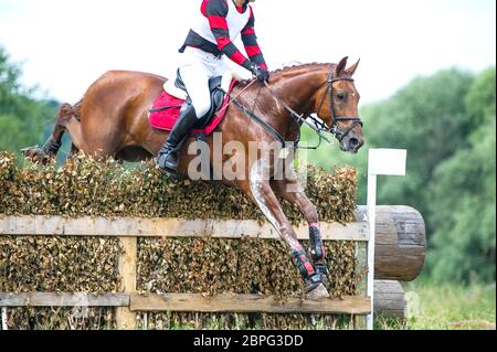 Eventing: equestrian rider jumping over an a brance fence obstacle Stock Photo